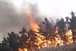 梦见树叶被烧了是什么征兆，梦见树叶起火