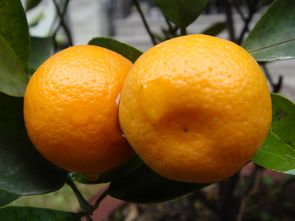 梦见橘子有好有坏,梦见橘子是什么征兆