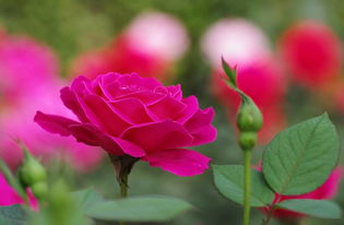 梦见花败了又开,梦见花开的不旺盛