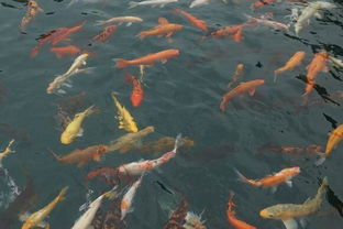 梦见救了很多鱼和大虾龟，梦到救了好多鱼