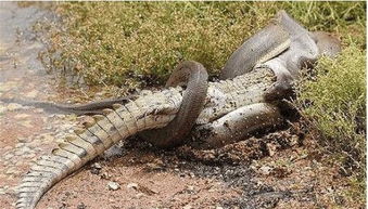 梦见猴子和蟒蛇，梦见鳄鱼和蟒蛇是什么意思