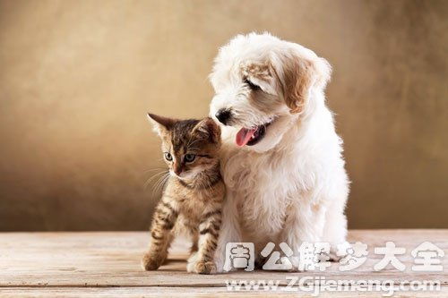 梦见小狗追着咬我,我拼命的躲开，梦见小狗追着咬我的脚