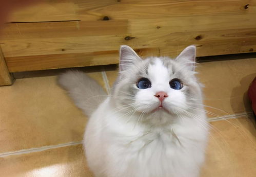 梦见好多布偶猫，梦见家里都是布偶娃娃