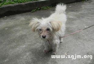 做梦梦见捡到小狗小猫什么意思,做梦梦见捡到小狗又丢了