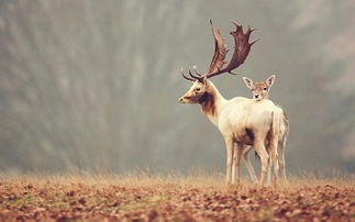 梦见别人生了一只鹿，梦见鹿儿