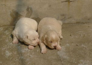 梦见自家狗狗换毛,梦到狗狗变人