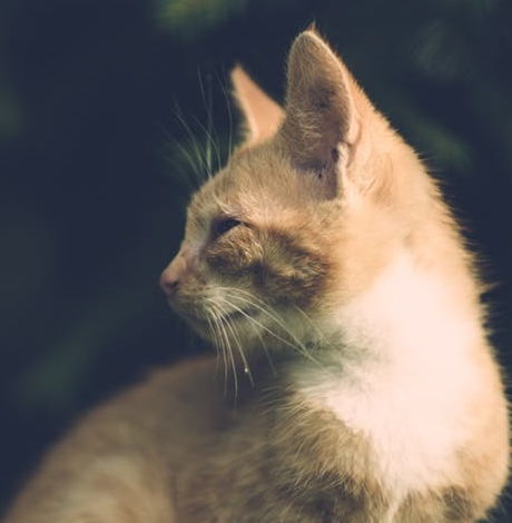 梦见蓝猫是什么预兆周公解梦,梦到一只蓝猫