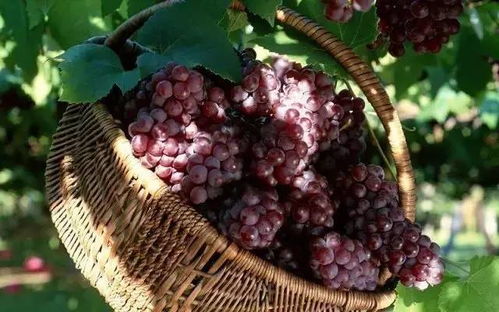 梦里梦见葡萄，昨天晚上梦见葡萄