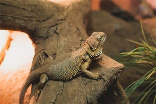 梦到了奇怪的爬行动物是什么意思，梦见爬虫类是什么意思