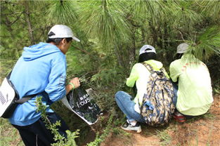 梦到菌子烂了,梦到菌子煮面条吃