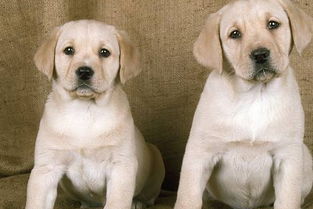 梦见两只白狗咬自己什么预兆，梦见2只白狗是什么意思