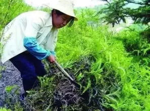 梦见割禾预兆什么，梦到割菜好不好