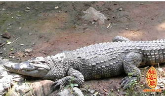 梦见小鳄鱼是什么意思周公解梦,梦见鳄鱼是什么意思周公解梦