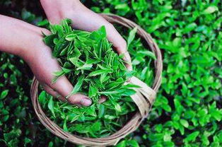 梦到买茶叶没买到，梦到买茶叶没钱买