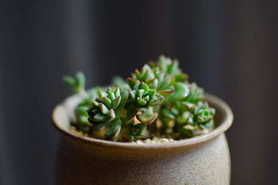 周公解梦梦见多肉植物,梦见多肉植物很漂亮