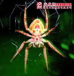 梦见被蜘蛛扎到手，做梦梦到被蜘蛛咬到胳膊