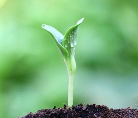 梦见藤蔓，梦见藤蔓疯长