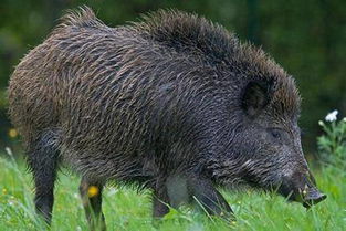 梦见野猪朝我扑过来，梦见一只野猪靠近我