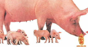 梦见两头黑猪在吃食是啥意思，梦见两头黑猪一头白猪