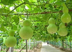 梦见丫丫葫芦，梦见葫芦是什么