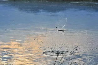 梦到打水漂很厉害，梦见水打旋意思