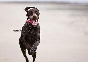 梦到狗追我预示着什么,梦里梦见狗追