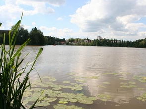 梦见水塘是什么预兆,梦见水塘水很满很清澈