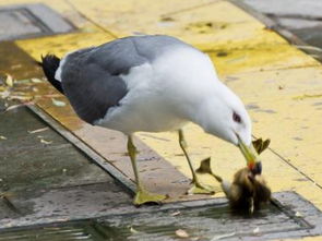 梦见大鸟喂食小鸟，梦见大鸟给小鸟喂虫子吃
