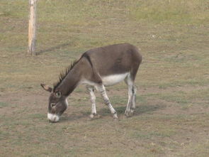 做梦梦见一头毛驴,梦到一头小毛驴是什么预兆什么
