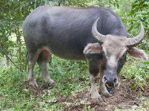 梦见别人送一头水牛给我，梦见别人送我一头大牛