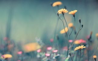 梦见婴儿屎预示将来会发生什么?，梦见婴儿拉便便什么意思