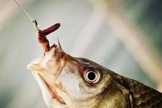 梦见蚯蚓钻出来，梦见蚯蚓钻入下身