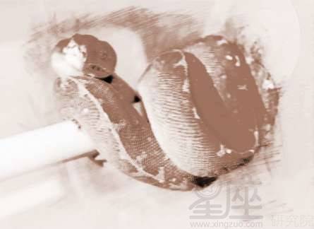 梦见大蛇是吉是凶，我做梦梦见大蛇