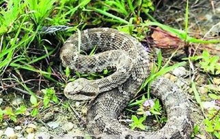 做梦梦到海星是什么意思,梦见星海