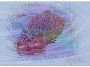 梦见老鼠游泳，梦见老鼠在水中游