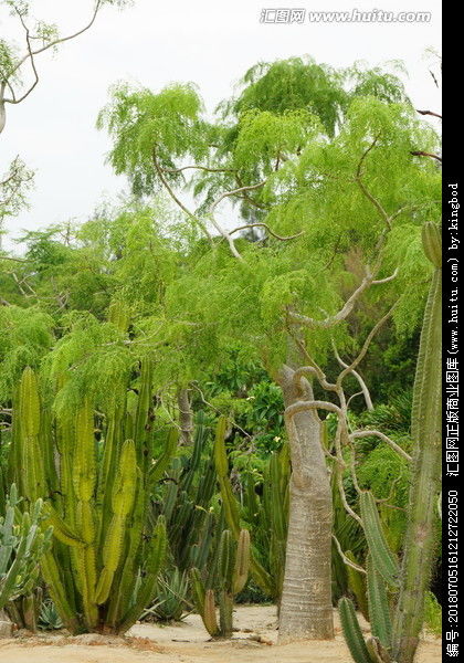 梦见风景树，梦见树很好看