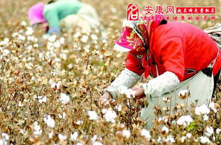 梦见棉花材啥意思,梦见棉花是什么预兆