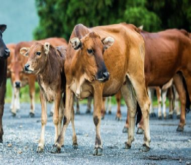 梦见割草是什么，梦见割草什么意思?