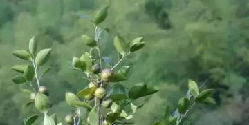 梦到摘茶籽是什么意思，梦见摘茶叶子