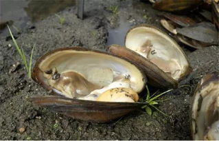 梦见抓了河蚌，梦到抓河蚌是什么意思