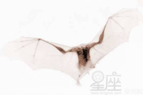 梦见烧烤蝙蝠，梦见蝙蝠打什么奖