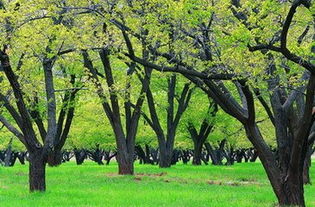 梦见大树会转动有什么征兆,梦见大树向外倒了是什么意思