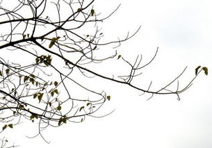 梦见山上好多树枝，梦见山上的树都枯萎了