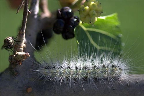 梦见很多飞虫咬我的脸，梦见飞虫咬我什么意思