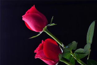 梦见燃烧的玫瑰花，梦见火烧鲜花