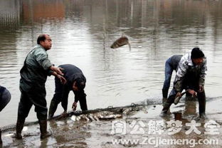 梦见扔鱼缸，梦见扔鱼喂狗吃