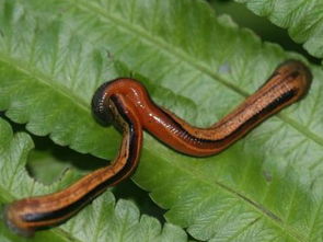 梦到有蚂蟥叮老婆，梦到蚂蟥吸我