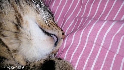 梦见梅子树，梦见梅枝