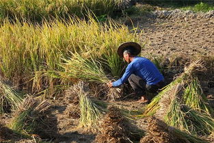 做梦梦见摘稻谷，梦见摘水稻