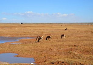 梦见羊,牛，梦见羊牛是什么意思是什么